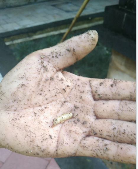 臺(tái)灣乳白蟻對(duì)中山人們的衣、食、住、行的危