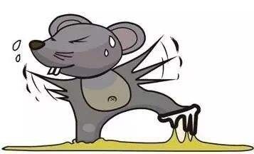 珠海滅老鼠專業(yè)滅鼠公司，15年專注有害生物防控