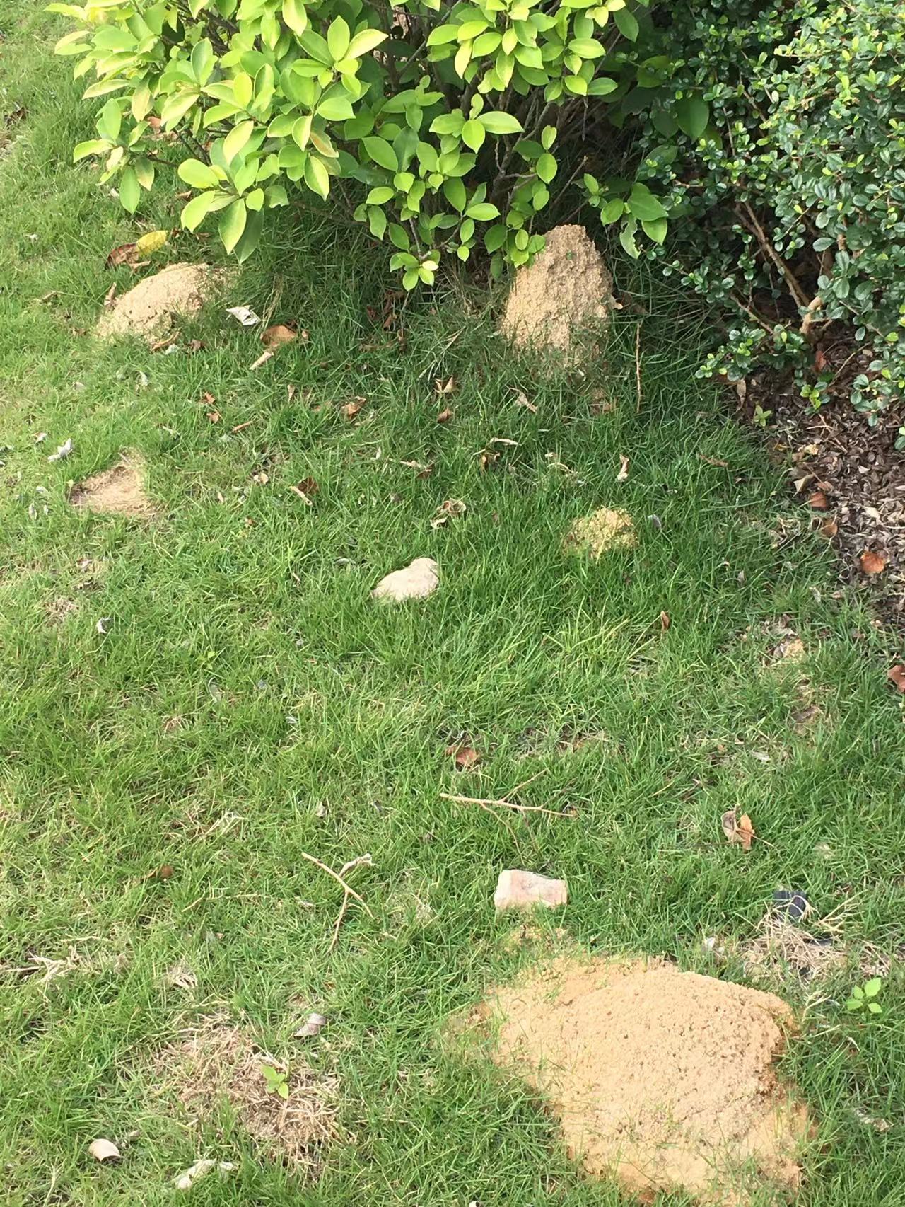 中山滅鼠 中山白蟻防冶，坦洲滅老鼠滅蟑螂