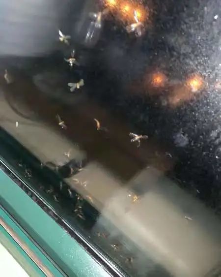 中山多地出現(xiàn)大量白蟻，中山白蟻防治中心緊