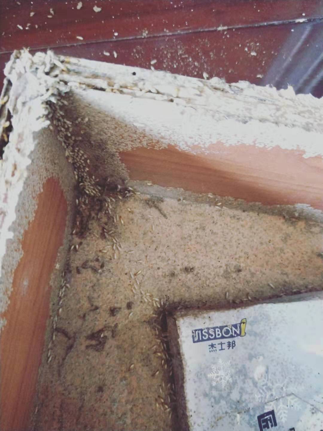 神灣專業(yè)白蟻防治公司 神灣白蟻預防公司