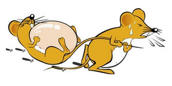 小區(qū)滅鼠服務(wù)公司